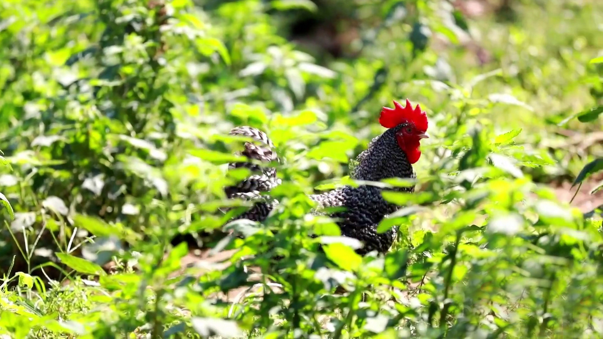 ����«�������ֳ�����ũ�� 