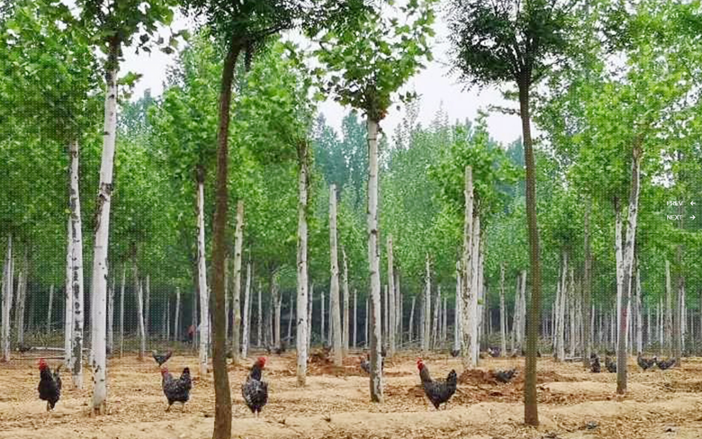 ɽ��������ľ������̬��ֳ����