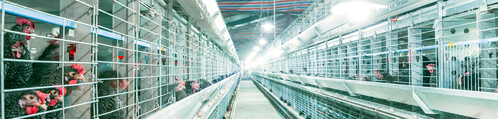 ����«�������ֳ�����ũ�� 