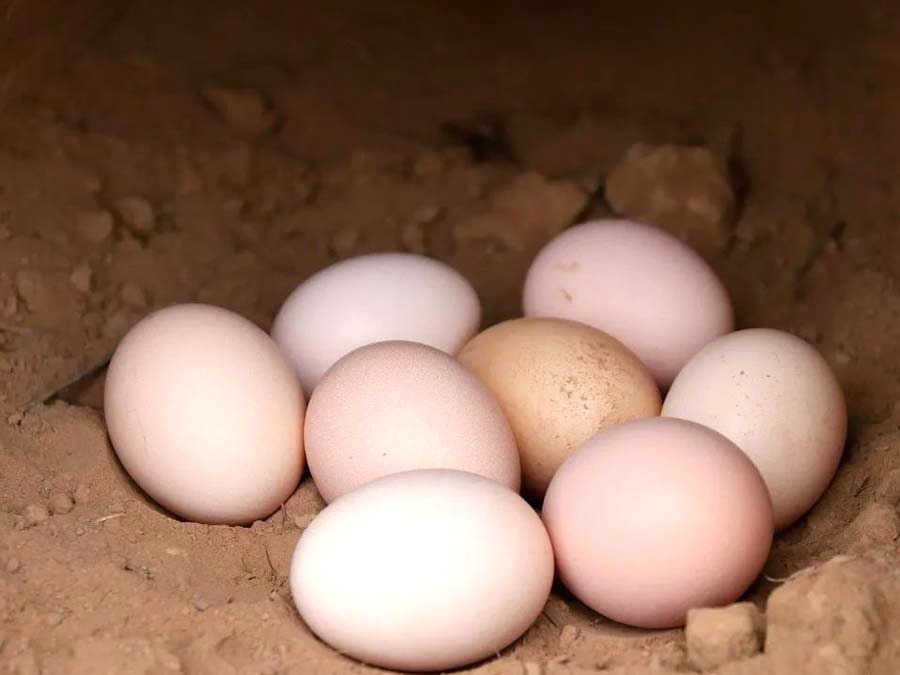 蛋鸡产薄壳蛋原因及防治