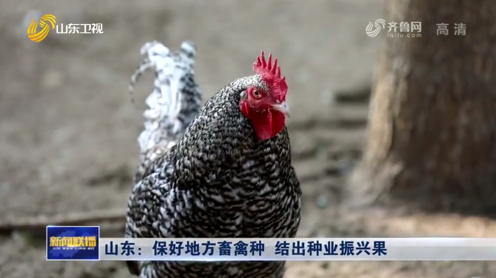 【媒体聚焦】山东卫视 |  山东：保好地方畜禽种  结出种业振兴果