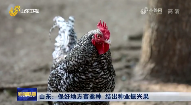 【媒体聚焦】山东：保好地方畜禽种  结出种业振兴果