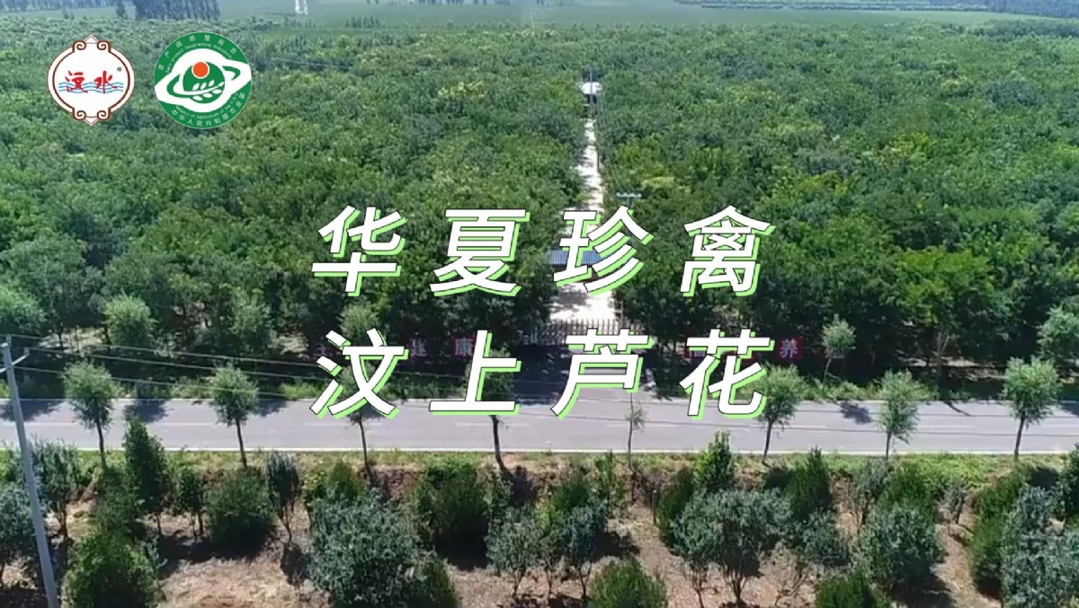 华夏珍禽 汶上芦花