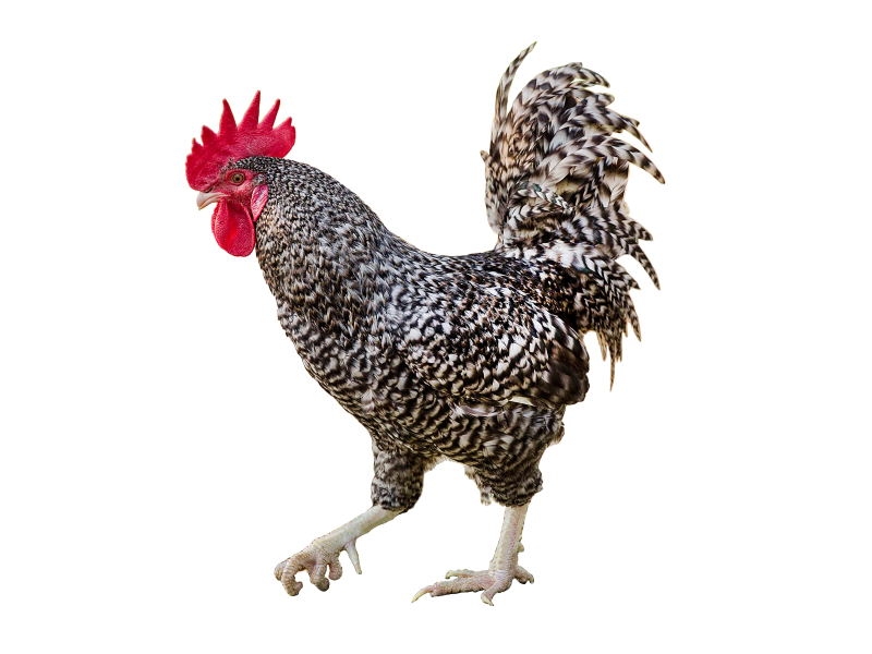 济宁6个“土特产”