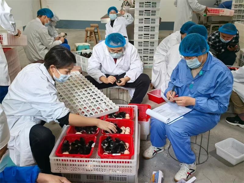 山东省农科院家禽所育种团队来金秋农牧公司开展育种工作