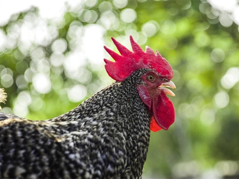 中华人民共和国农业农村部公告 | 汶上芦花鸡再次入选《国家 级畜禽遗传资源保护名录》
