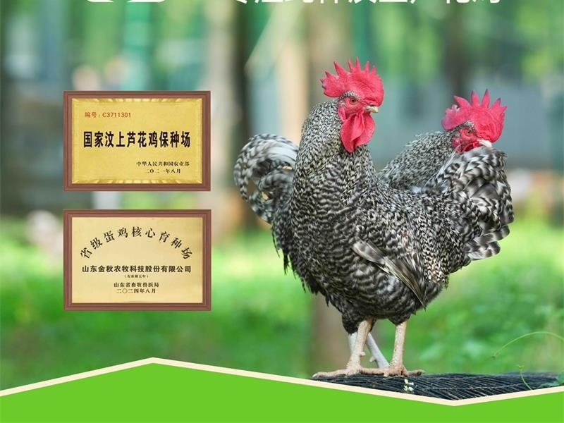 金秋农牧 | 汶水牌汶上芦花鸡：用全产业链的严苛守护，重新定义餐桌安全